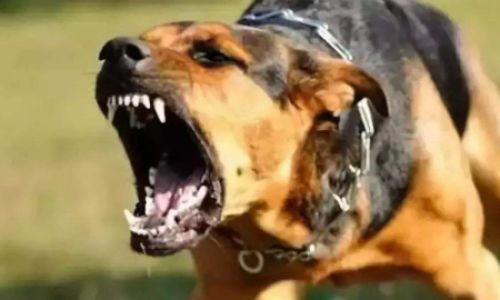 吠是什么意思 吠是什么意思