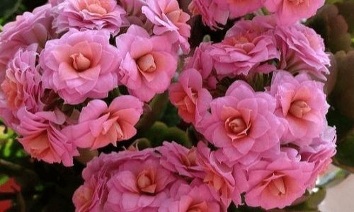 长寿花适合放在哪里 长寿花适合放在哪里