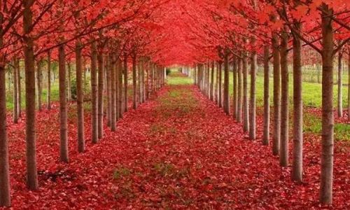 荚蒾正确读音 荚蒾正确读音