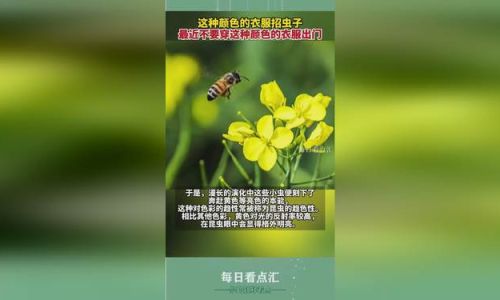 穿哪种颜色的衣服最招蚊子 穿哪种颜色的衣服最招蚊子