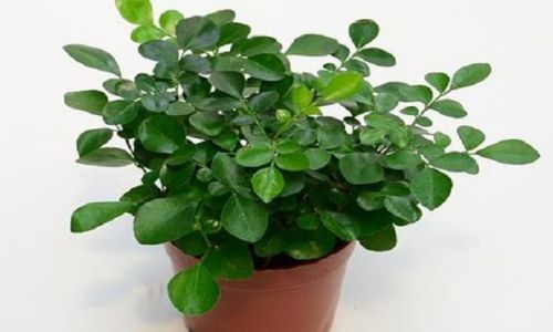 九里香过冬方法及养殖方法是什么 九里香过冬方法及养殖方法是什么