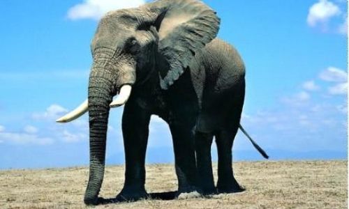 喇喇是什么意思 喇喇是什么意思