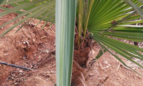 棕树是什么意思 棕树是什么意思