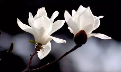 关于描写玉兰花的唯美句子 关于描写玉兰花的唯美句子