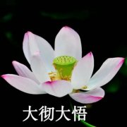 佛系头像莲花 微信佛系佛教意境图片大全