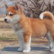 秋田犬头像高清 可爱秋田犬图片大全