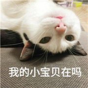 带字萌猫头像